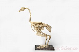 Bird Skeleton